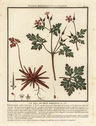Herb-Robert, Geranium robertianum
