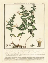 Herb of Grace, Gratiola Officinalis