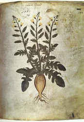 Herbals Turnip