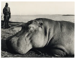 Hippopotamus