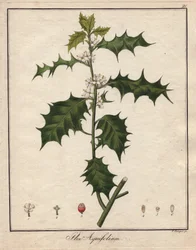 Holly. Coloured Copper Engraving, in Botanique Medicinale (Published in Berlin, Germany)