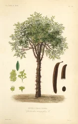 Honey locust or thorny locust tree, Gleditsia triacanthos, Gleditschia triacanthos, three-thorned fever tree