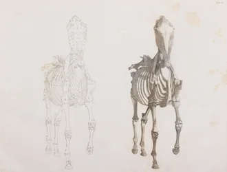 Horse Skeleton, front view