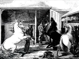 Horses at Gloucester Train Station