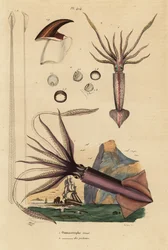 Humboldt squid, Dosidicus gigas, and European flying squid, Todarodes sagittatus