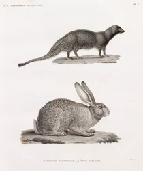 Ichneumon Mongoose and Hare from Egypt