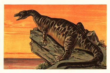 Iguanodon Bernissartensis, Extinct Species of Iguanodontian Dinosaur 1908