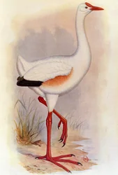 Illustration of Leguatia Gigantea (Giant Leguat)