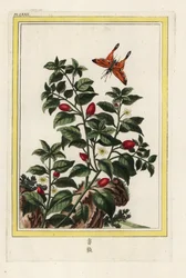 India Pepper. Pepper, Capsicum annuum. Handcoloured etching from Pierre Joseph Buchoz 