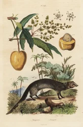 Indian Grey Mongoose, Herpestes Edwardsi 1 and Mango, Mangifera Indica 2