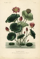 Indian lotus
