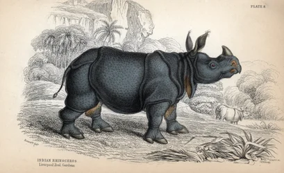 Indian rhinoceros (Rhinoceros unicornis or indicus), endangered species. Copper engraving by William Lizars, based on a drawing by James Stewart, published in the Naturalist Library: mammals, pachyderms and quadrupeds with fine skin, edited by W. H. Lizars