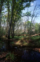 Italy, Latium Region, Circeo National Park, pond at Biosphere Reserve