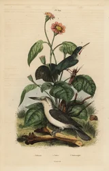 Jamaican Tody, Todus Todus, Mariana Kingfisher, Todiramphus Albicilla, and Sunflower, Tithonia Tagetiflora