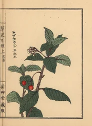 Japanese ardisia or Chirimen marlberry, Ardisia japonica. Handcoloured woodblock print by Kono Bairei from Kusa Bana Hyakushu (One Hundred Varieties of Flowers), Tokyo, Yamada