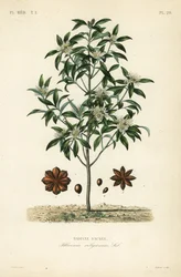 Japanese star anise, aniseed tree or sacred anise tree, Illicium anisatum, Illicium religiosum, sacred star anise