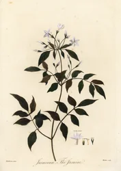 Jasmine, Jasminum officinale (engraving)