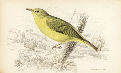 Javan White Eye, Zosterops flavus (Yellow White Eye, Zosterops flava)
