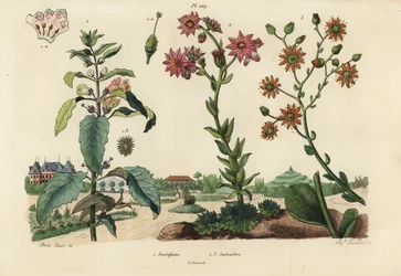 Josephine plant, Josephinia imperatricis and stonecrops, Crassula species