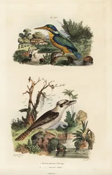 Kingfisher and laughing kookaburra