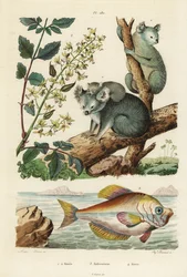Koala, Phascolarctos Cinereus 1,2, Varnish Tree, Koelreuteria Paniculata 3, and Indian Humphead, Kurtus Indicus 4