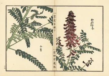 Kouka or kujin, Sophora flavescens. Root used in Chinese medicine as ku shen. Handcoloured woodblock print by Kono Bairei from Kusa Bana Hyakushu (One Hundred Varieties of Flowers), Tokyo, Yamada
