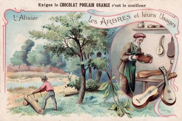 The Service Tree, France, c.1910