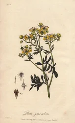 La rue des jardin ou rue fetide (Ruta graveolens) - Water forte by William Clarke to illustrate Botanique medicale, description des plantes medicinales de London, Edinburgh et Dublin by John Stephenson and James Morss Churchill