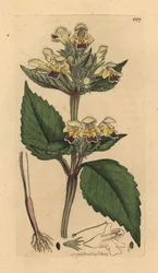 Large-flowered hemp-nettle