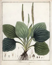 Large Plantain