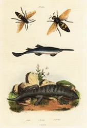 Largetooth Sawfish, Skink and Wasps