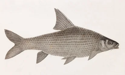 Cyprinid