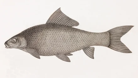 Lebis Cyprinid