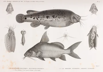Le Malapterure Electrique & Le Pimelode Synodonte