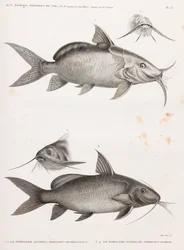 Guemel Pimelode and Scheilan Pimelode