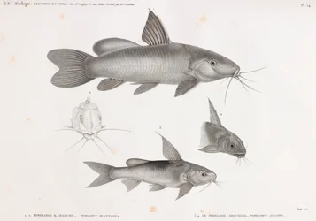 Le Pimelode Karafche & Le Pimelode Aboureal