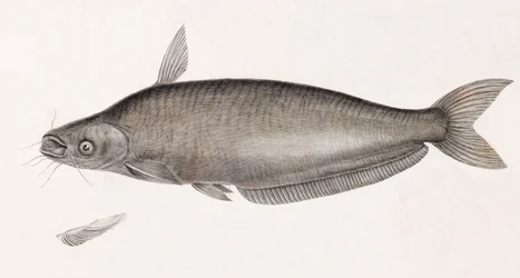 The Silure Schilbe
