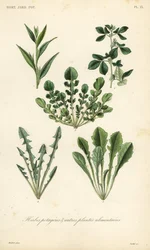 Leaf vegetables