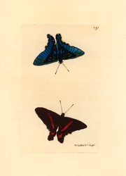 Lepidoptere, seen from the wings, the top has red lines and the reverse in the males is blue coloured, Ancyluris meliboeus -Lithograph by Richard Polydore Nodder (1774-1823) published in The Naturalist Miscellany