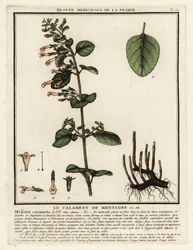 Lesser Calamint, Clinopodium nepeta