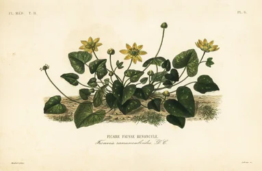 Lesser celandine or pilewort