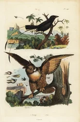 Lesser Racket-Tailed Drongo, Dicrurus Remifer, and Eurasian Eagle-Owl, Bubo Bubo
