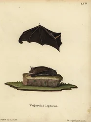 Lesser Sac-winged Bat, Saccopteryx leptura. Vespertilio lepturus. Handcoloured copperplate engraving by Johann Nussbiegel after an illustration from nature by J.D. Kretsch from Johann Christian Daniel Schreber