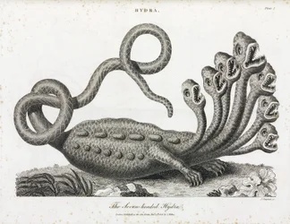 The Seven-Headed Hydra