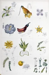 Linne System, c.1850