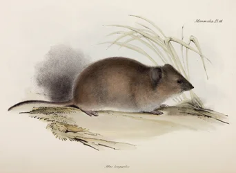 Long-haired or plague rat, Australia, c 1832-1836