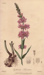 Loosestrife (Lythrum salicaria) - Strong water by William Clarke to illustrate Medical Botanical, Description of the Medicinal Plants of London, Edinburgh and Dublin by John Stephenson and James Morss Churchill
