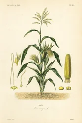 Maize or corn, Zea mays