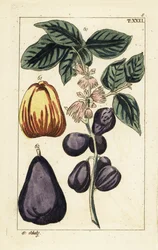 Malay apple, Syzygium malaccense