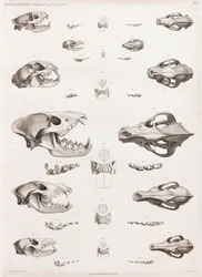 Mammals: Carnivore Skulls